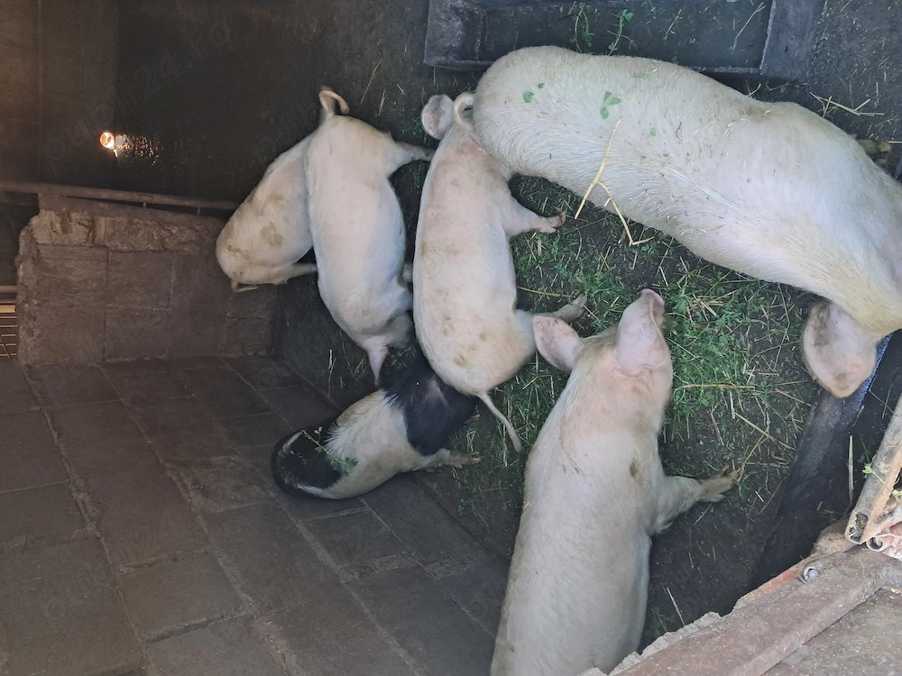 Vand soldani scrofițe 