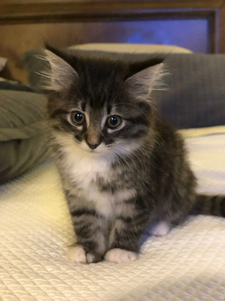 Siberiana de Pădure 