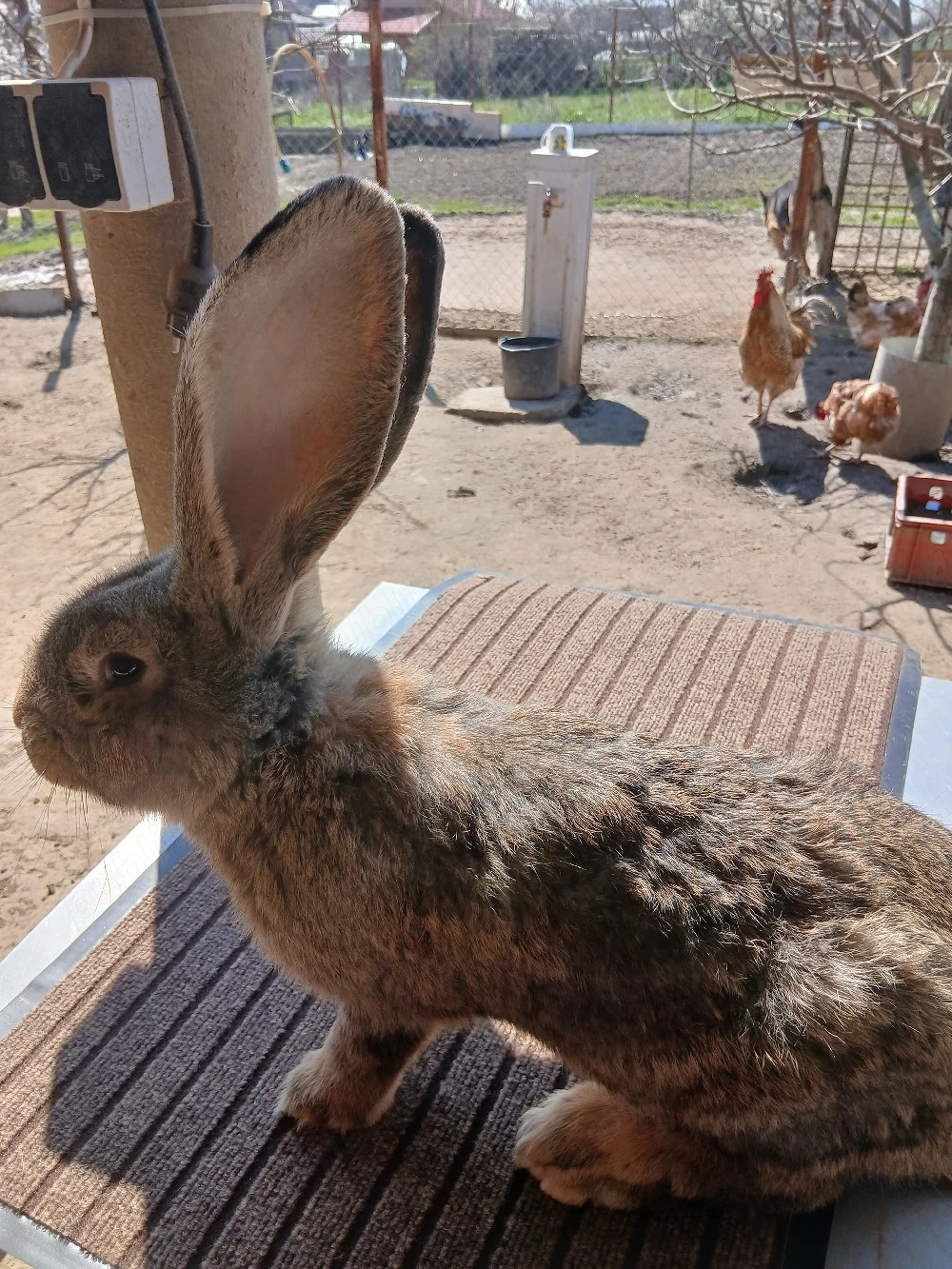 mascul uriaș german 3,5 luni vaccinat și deparazitat disponibil 