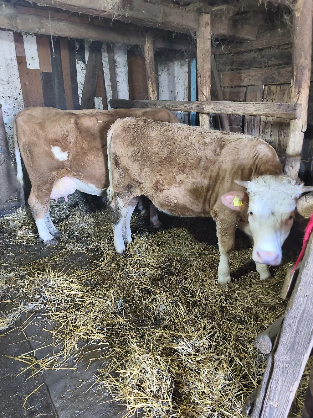 Juninca baltata 1an si 3 luni