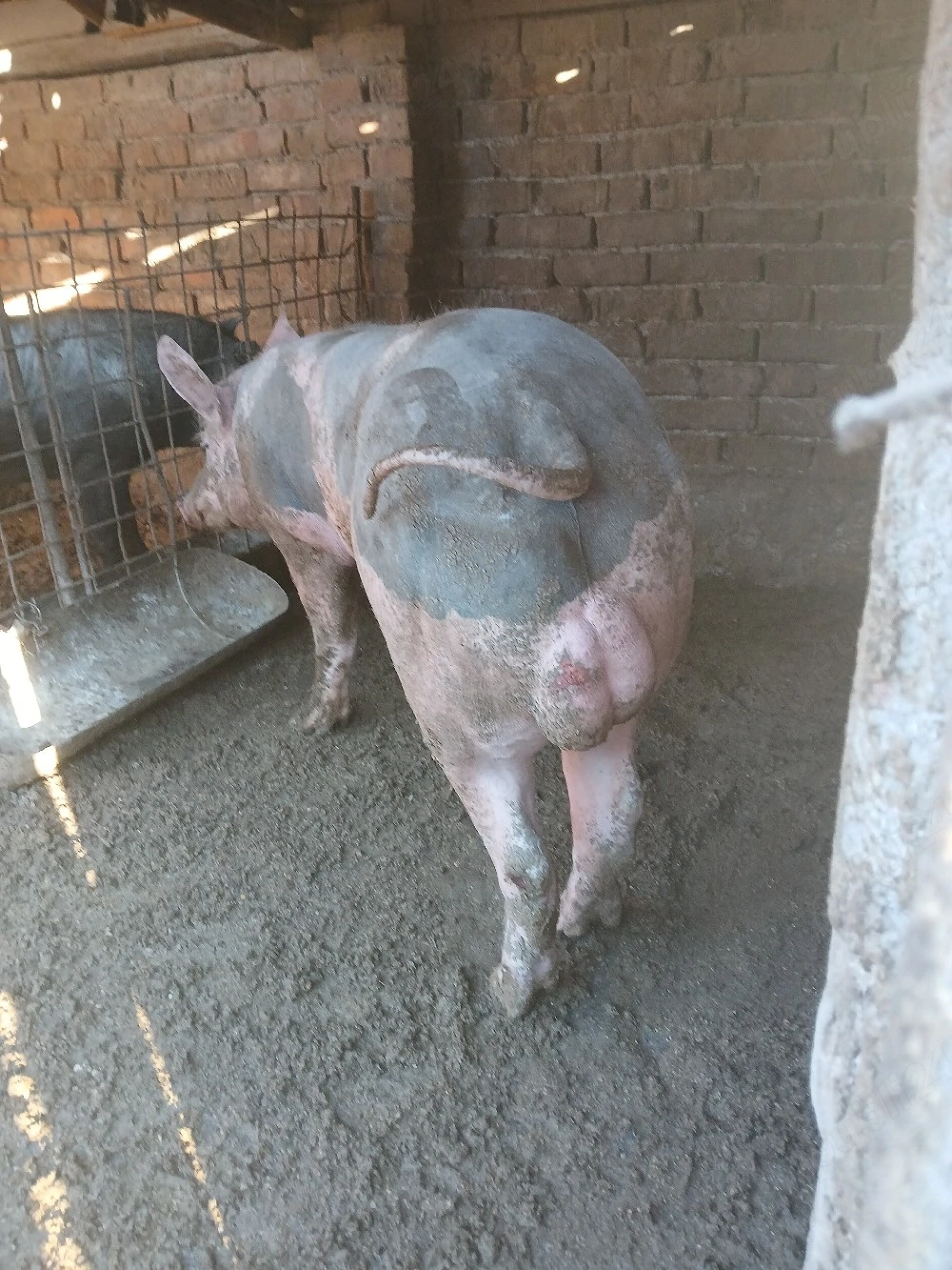 vier pietrain belgian rasa pură. 