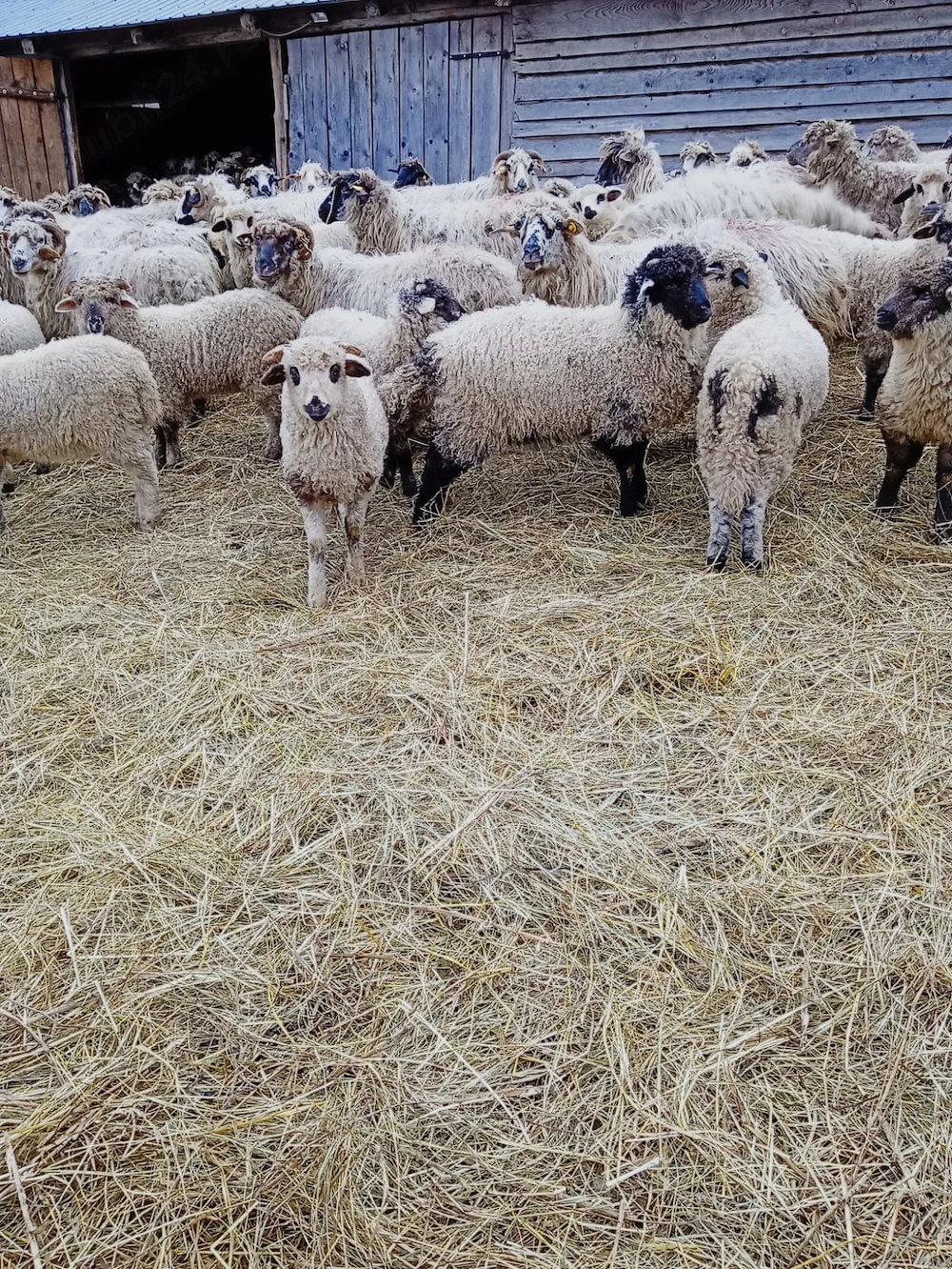 Vand miei de Rusali!