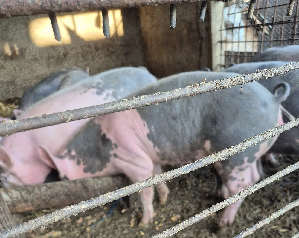 scrofite pt reproducere 