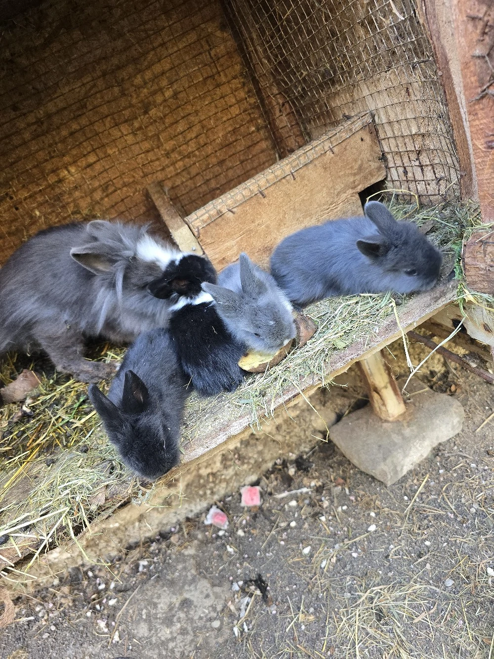 vand iepurasi cap de leu 