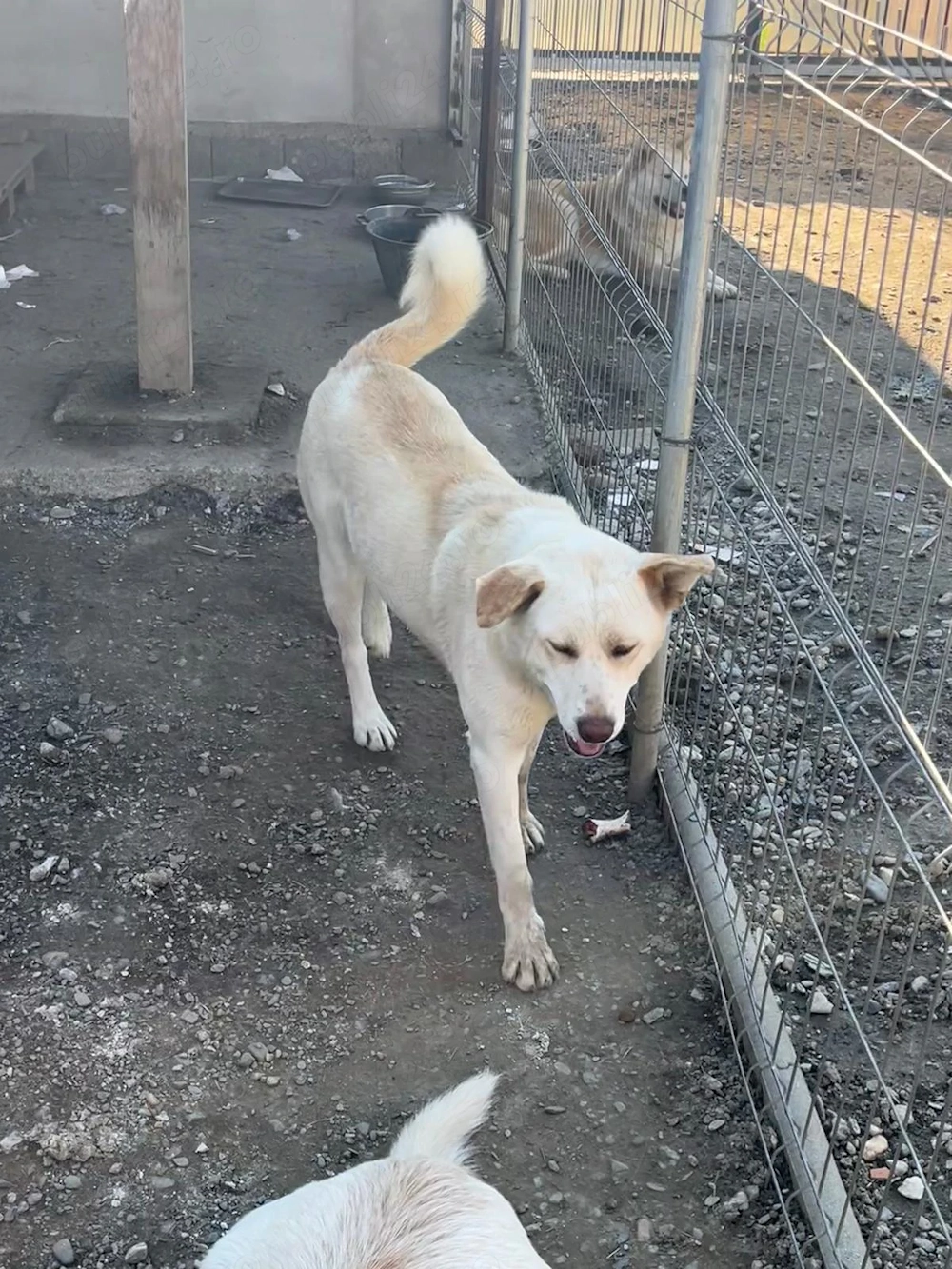 Dau spre adopte cățelușa 1 an jumate . Mama Akita tatăl metis. Cu contract de adopție . O iubesc foa