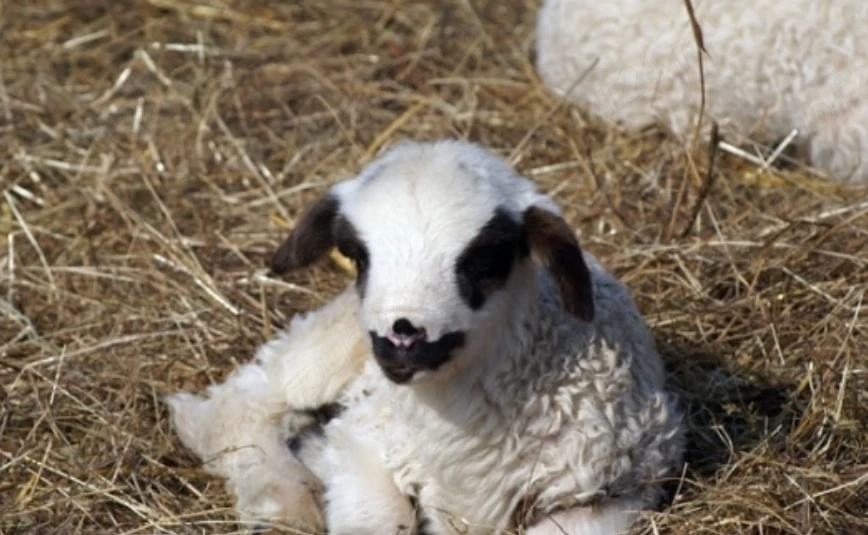 Vând miei 18 lei kg