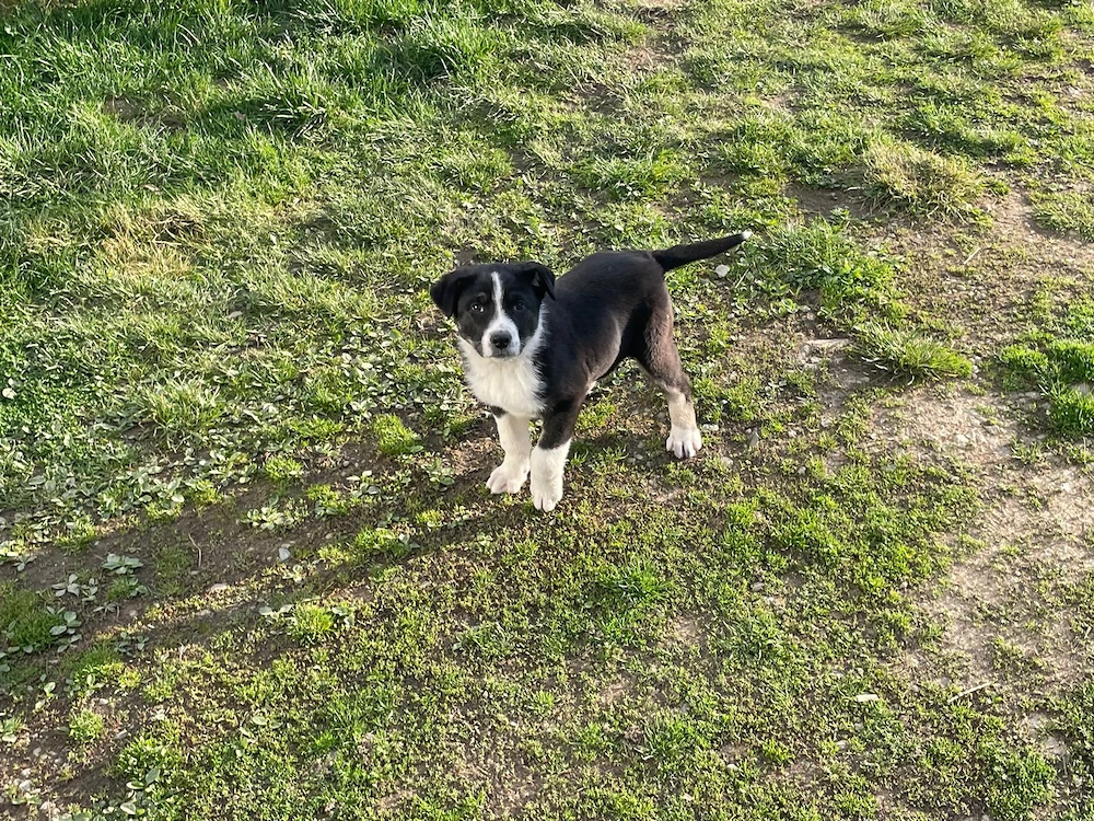 Vând cățelușe de rasa Ciobăneasc de Bucovina 