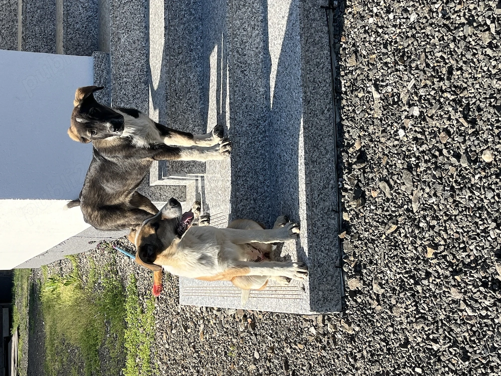 Donez doi catei mascul si femela