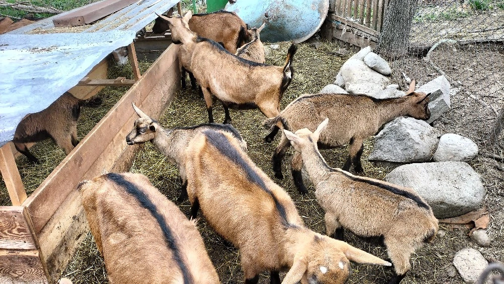 Iezi de rasă Alpină Franceză.