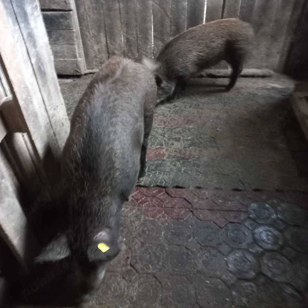 Scroafa si vier mistretii