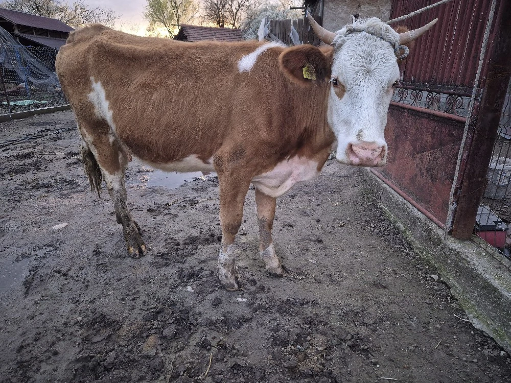 Vand juninca gestanta in 8 luni