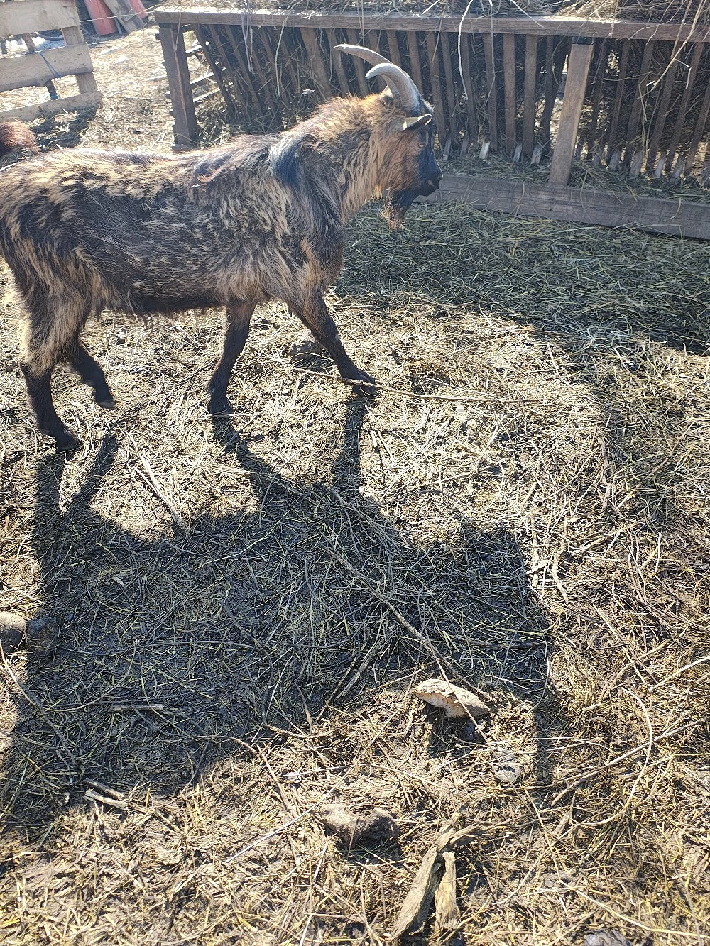 Vând țap pentru mai multe detalii sunați 