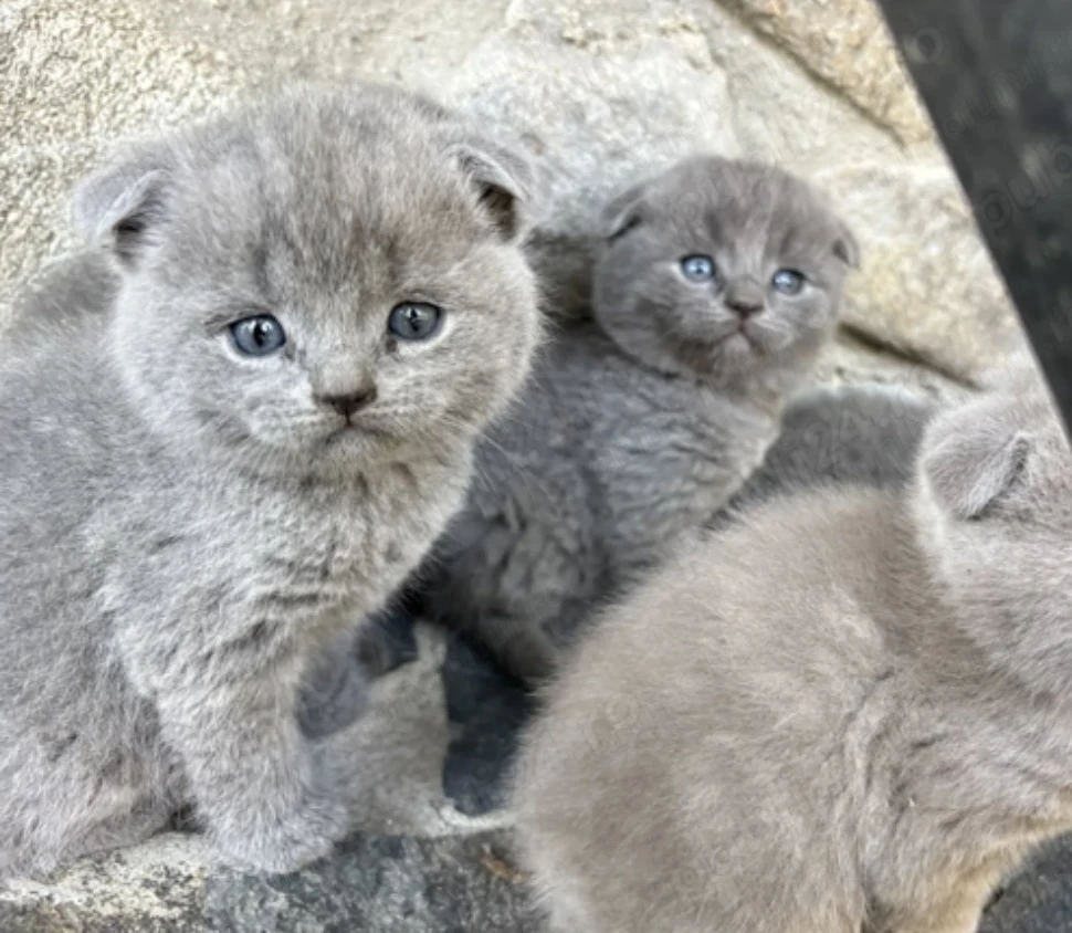 Pisoiași scottish fold și british sorthair își caută familii iubitoare