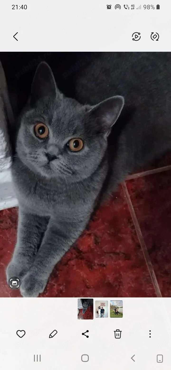 Motan British Shorthair blue