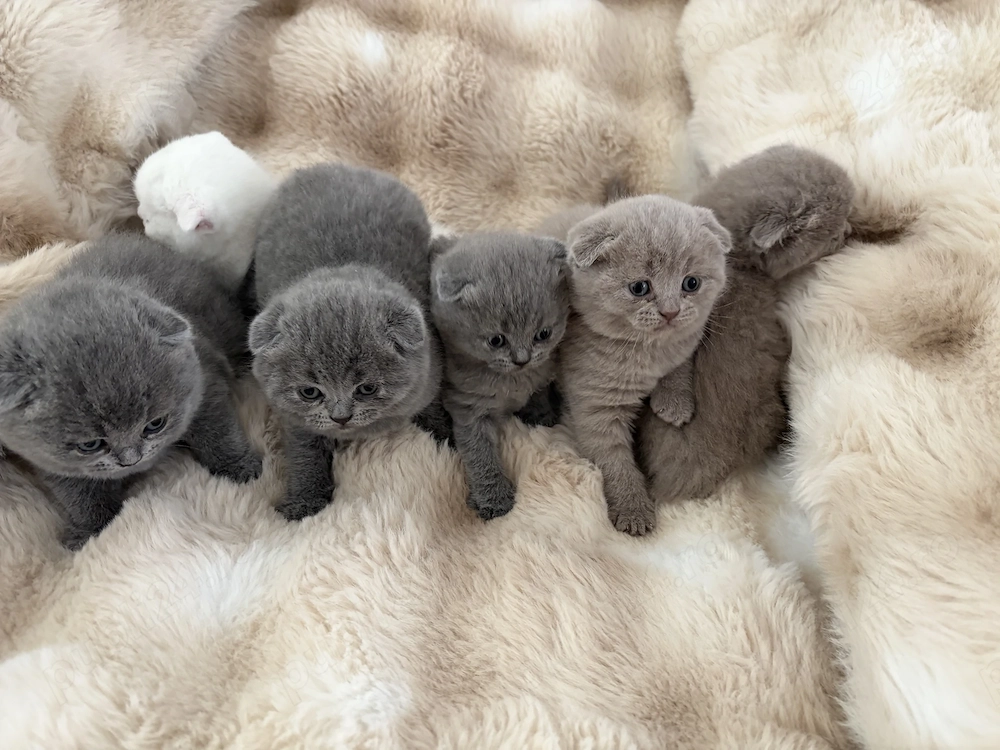 Pisici de rasă scotish fold 