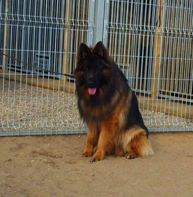 Ciobanesc German  Par Lung Mascul