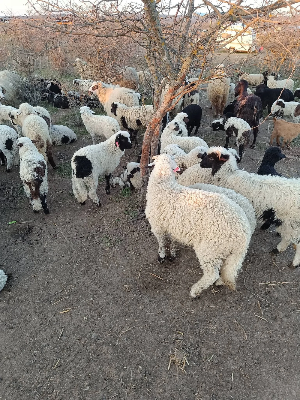Miei de vanzare dolj Mofleni