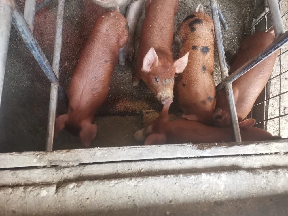 De vanzare purcei  rasa Duroc cu Pietrain