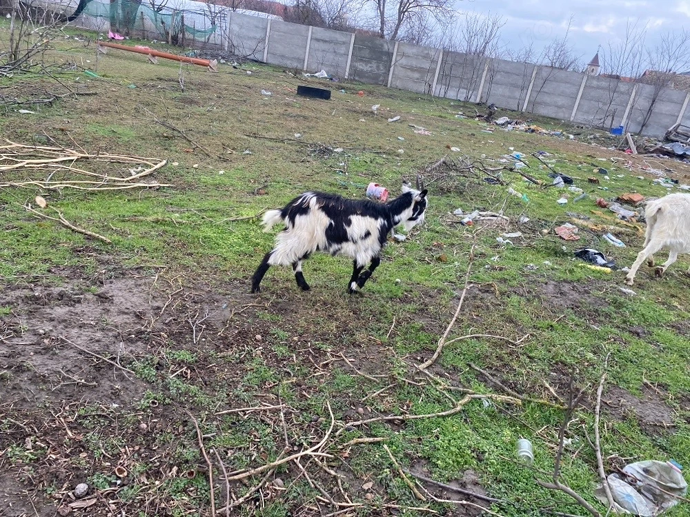 schimb cu alte animale