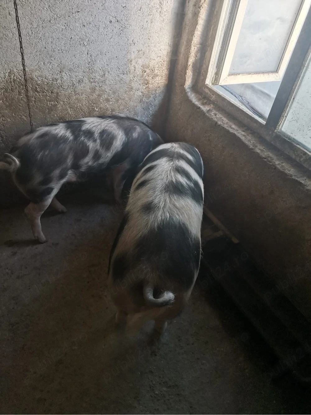 Vand Porci incrucisate Pietrain cu Marele Alb