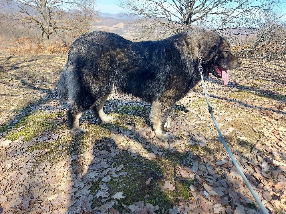 Ciobănesc caucazian mascul