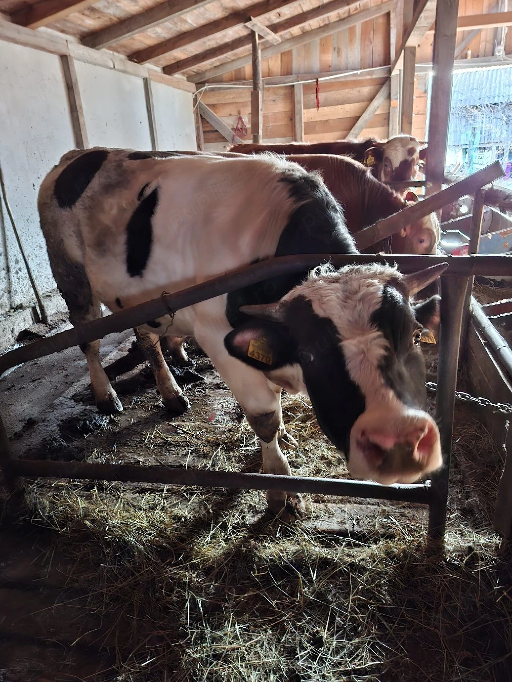 vitei de vanzare 22lei kg in viu