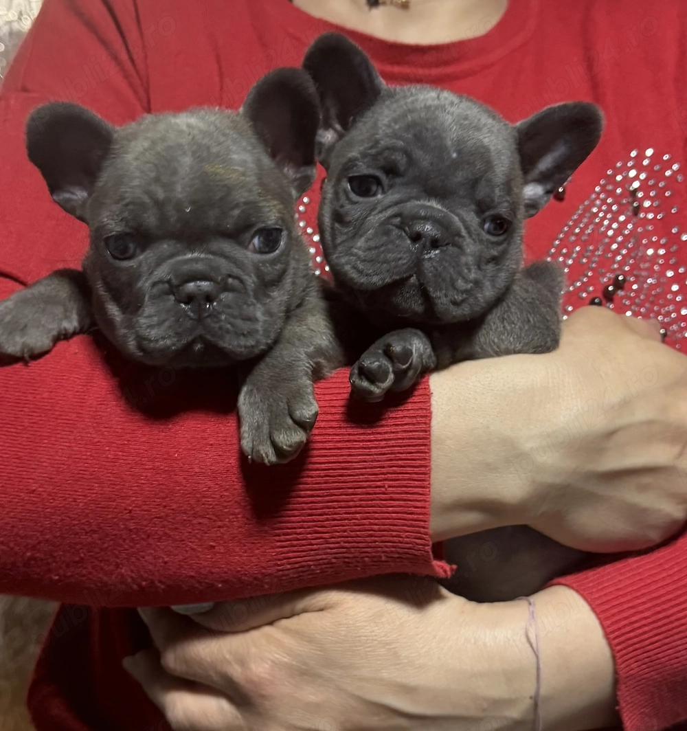 Bulldog francez blue 