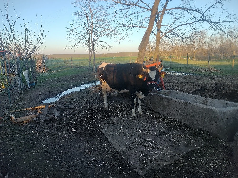 Pentru cei interesați 