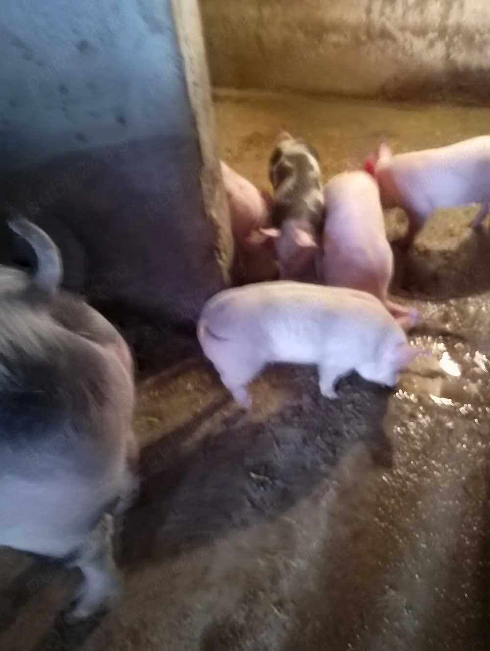 Purcei Pietrain cu Marele Alb de vanzare