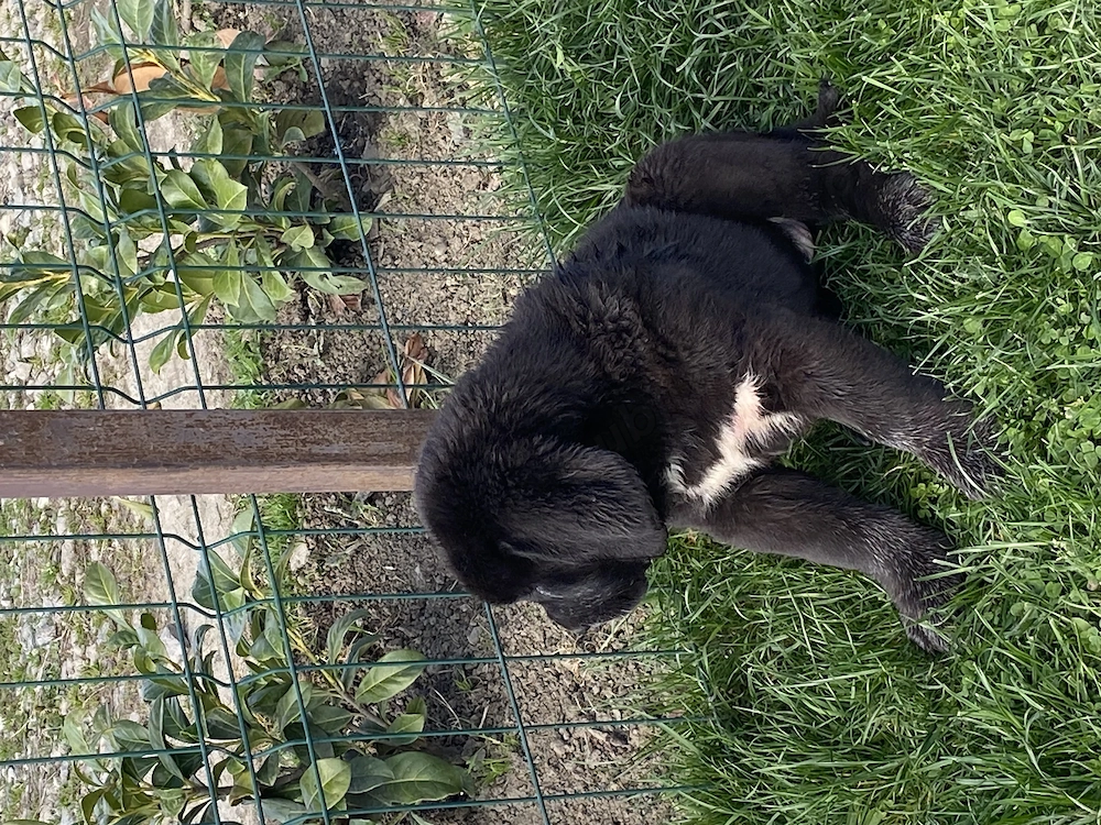 Disponibile 2 femelute 