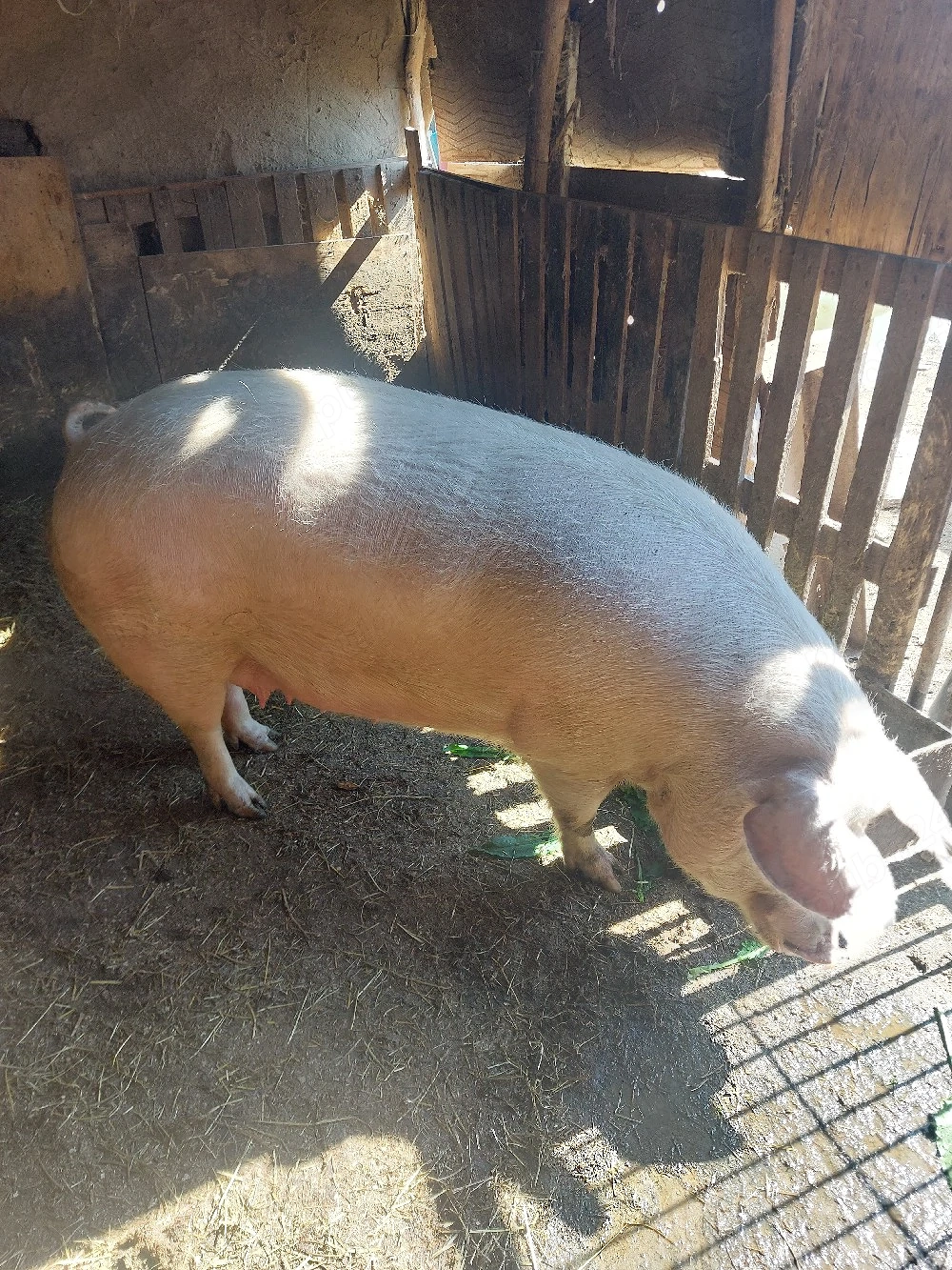 vand porc pentru sacrificat 350+