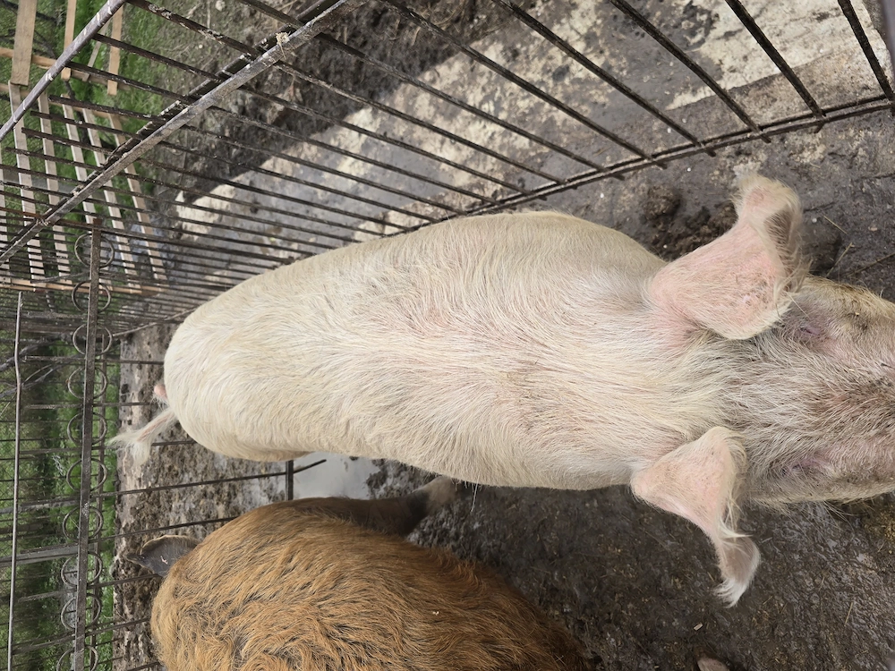 Vând șoldană gestantă