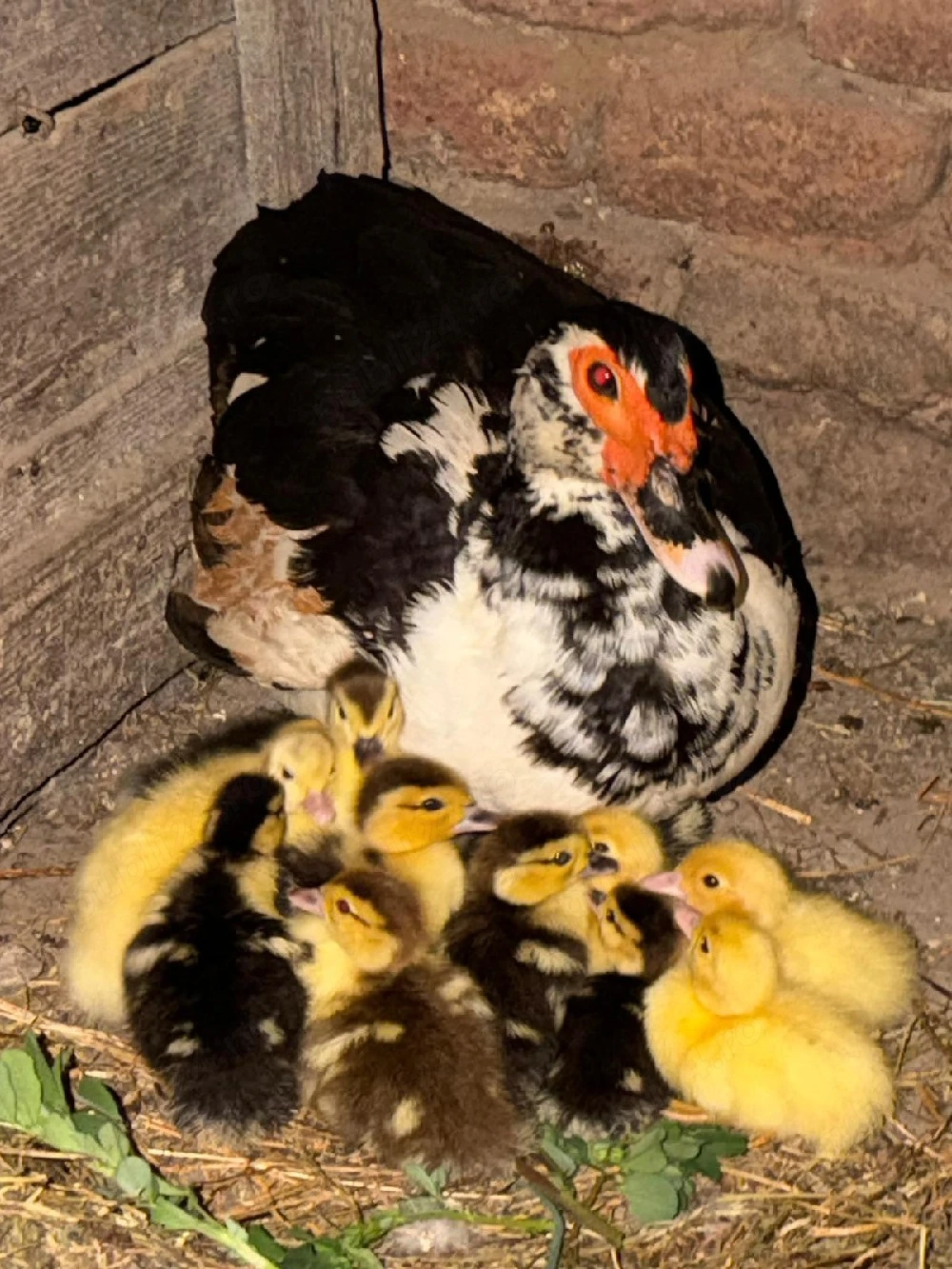 Vand rata muta cu boboci 