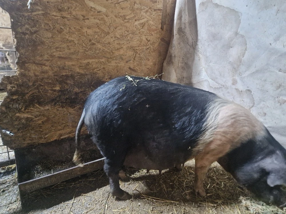 scroafa bazna gestanta