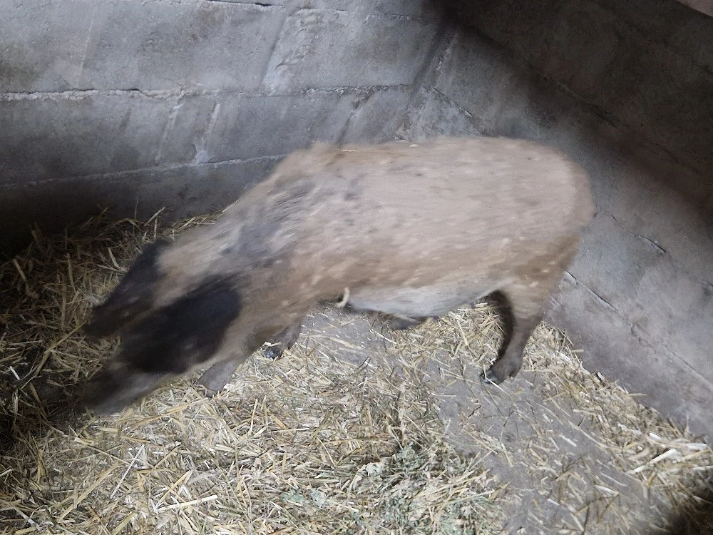 scroafa mangalita gestanta