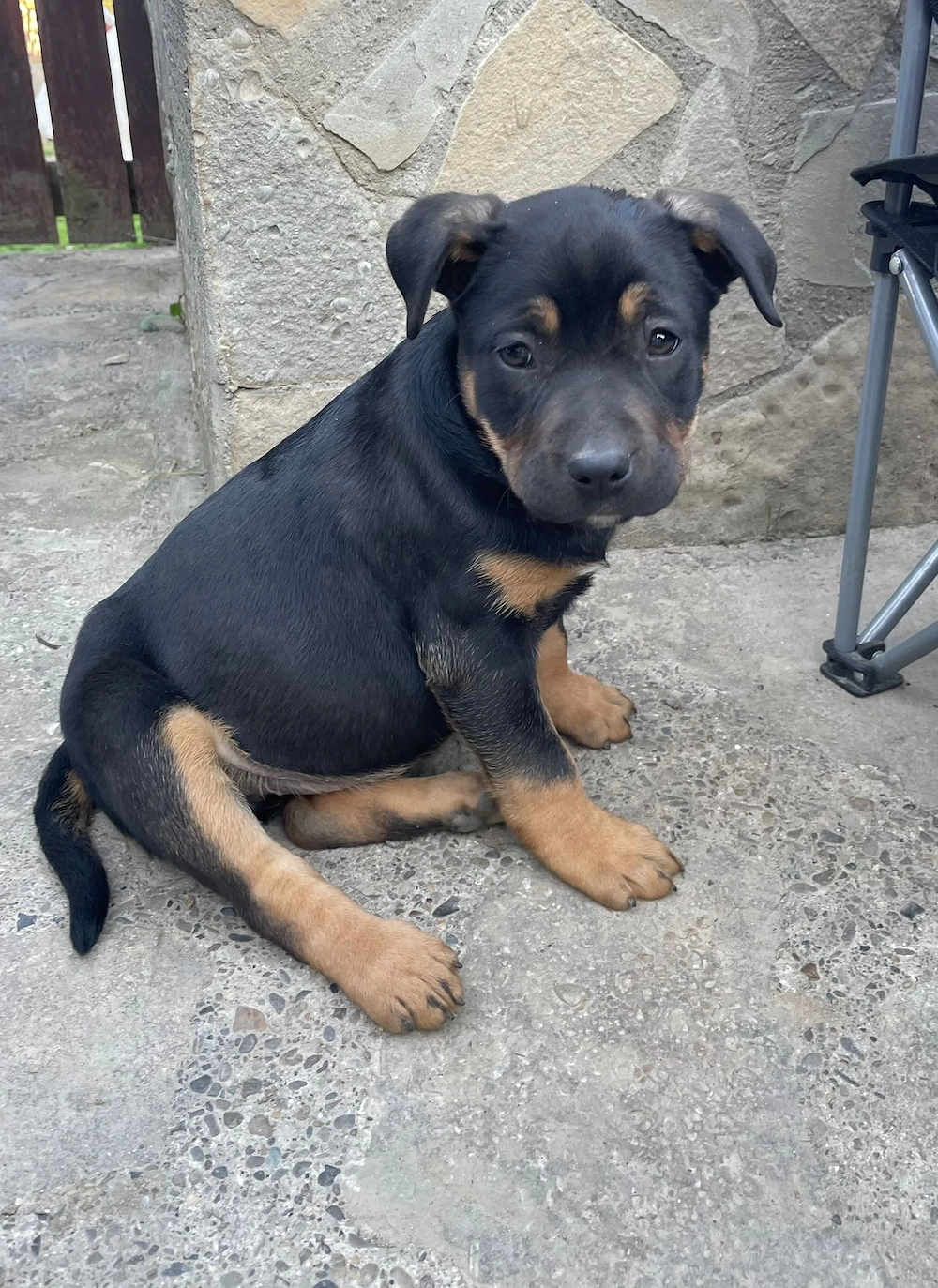 Căței American Bully (Amstaff)   10 săptămâni
