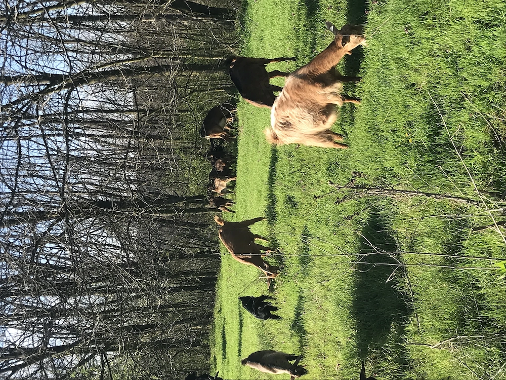 Capre și iezi de vanzare