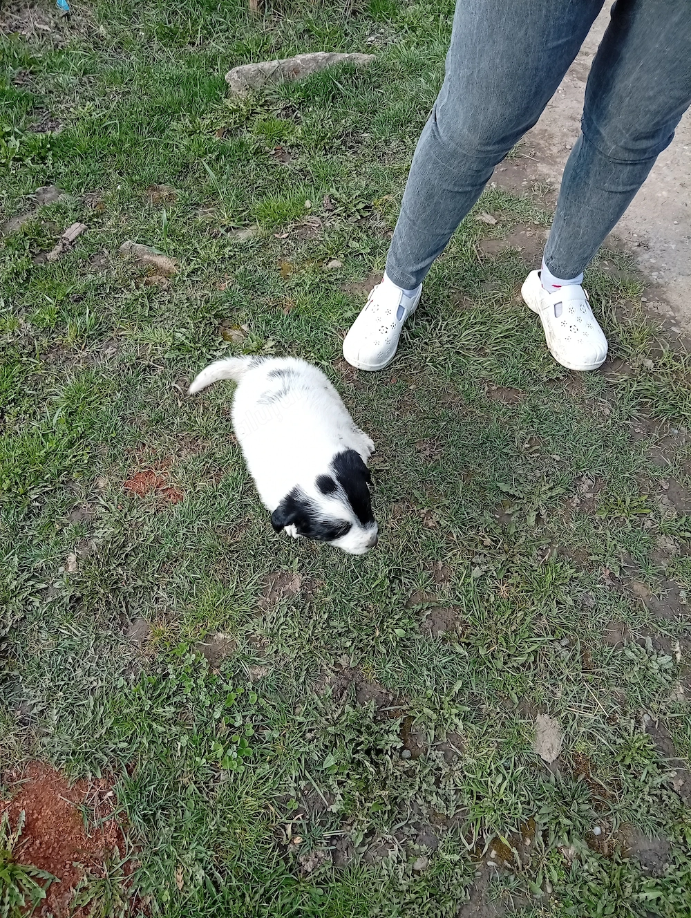 Donez cățel de 7 săptămâni rasa comuna talie medie mănâncă singur sat Sintejude jud Cluj 