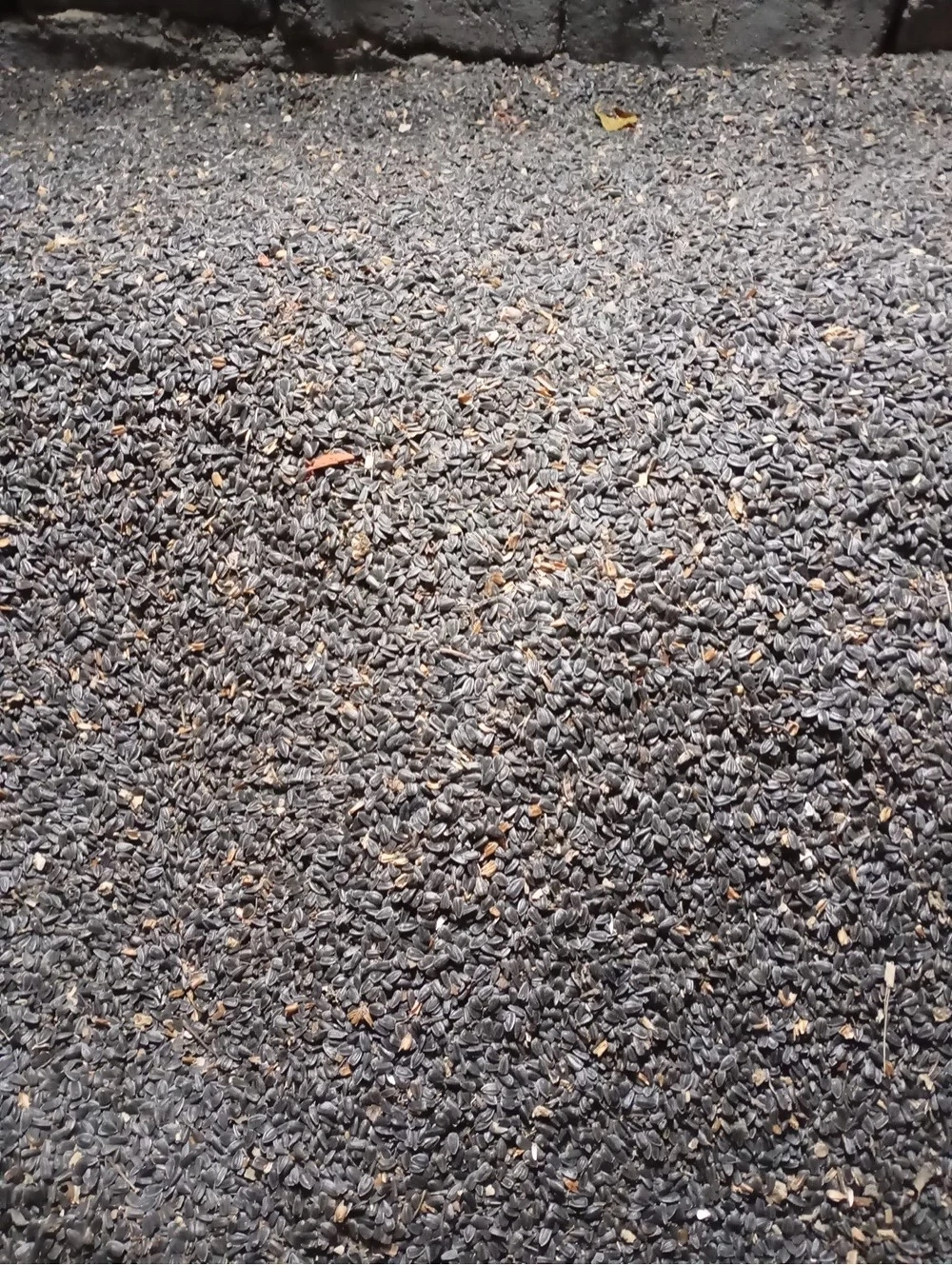 Floarea soarelui de vanzare 