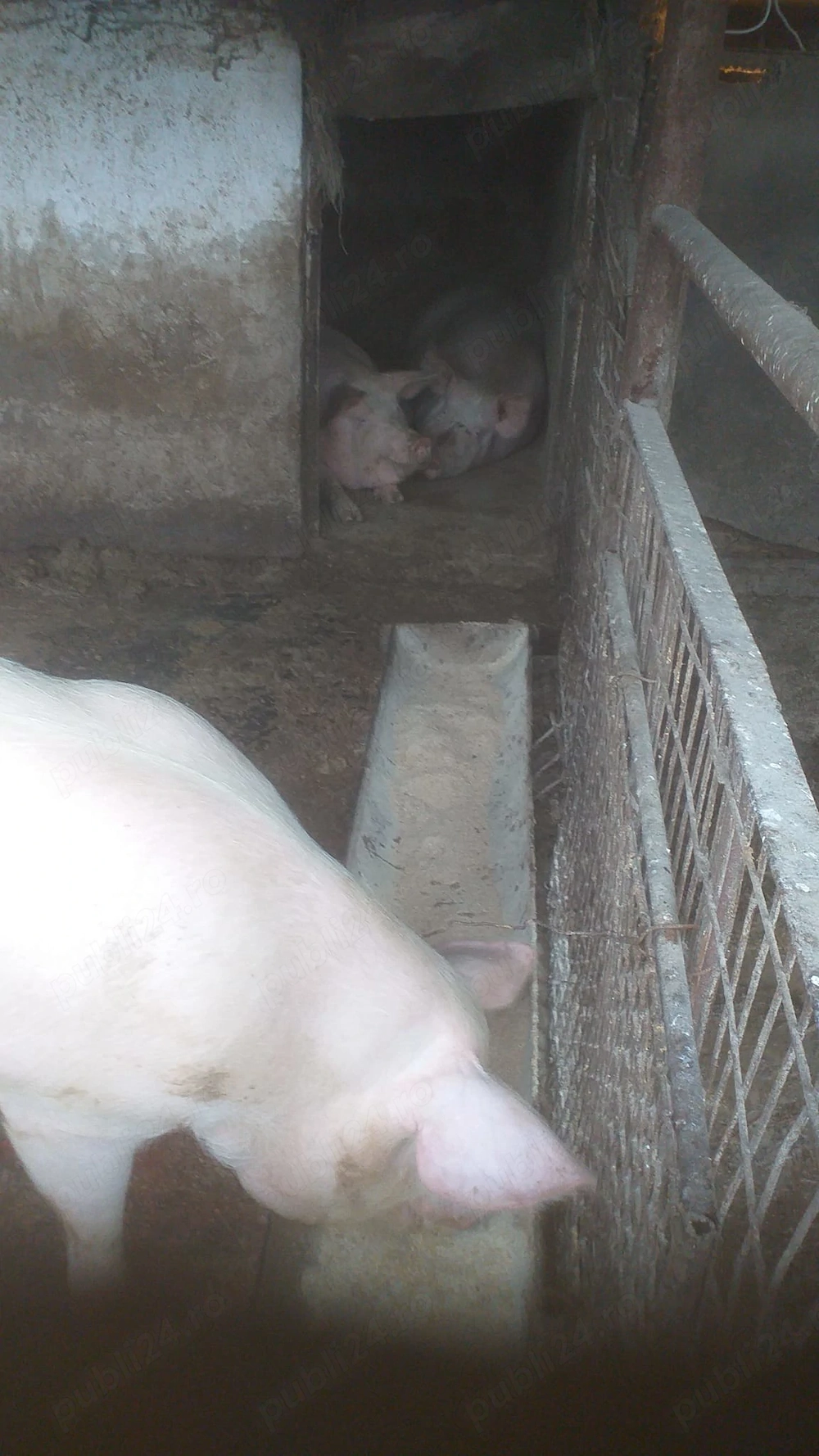 Vănd porci 150-190 kg. 12 lei.