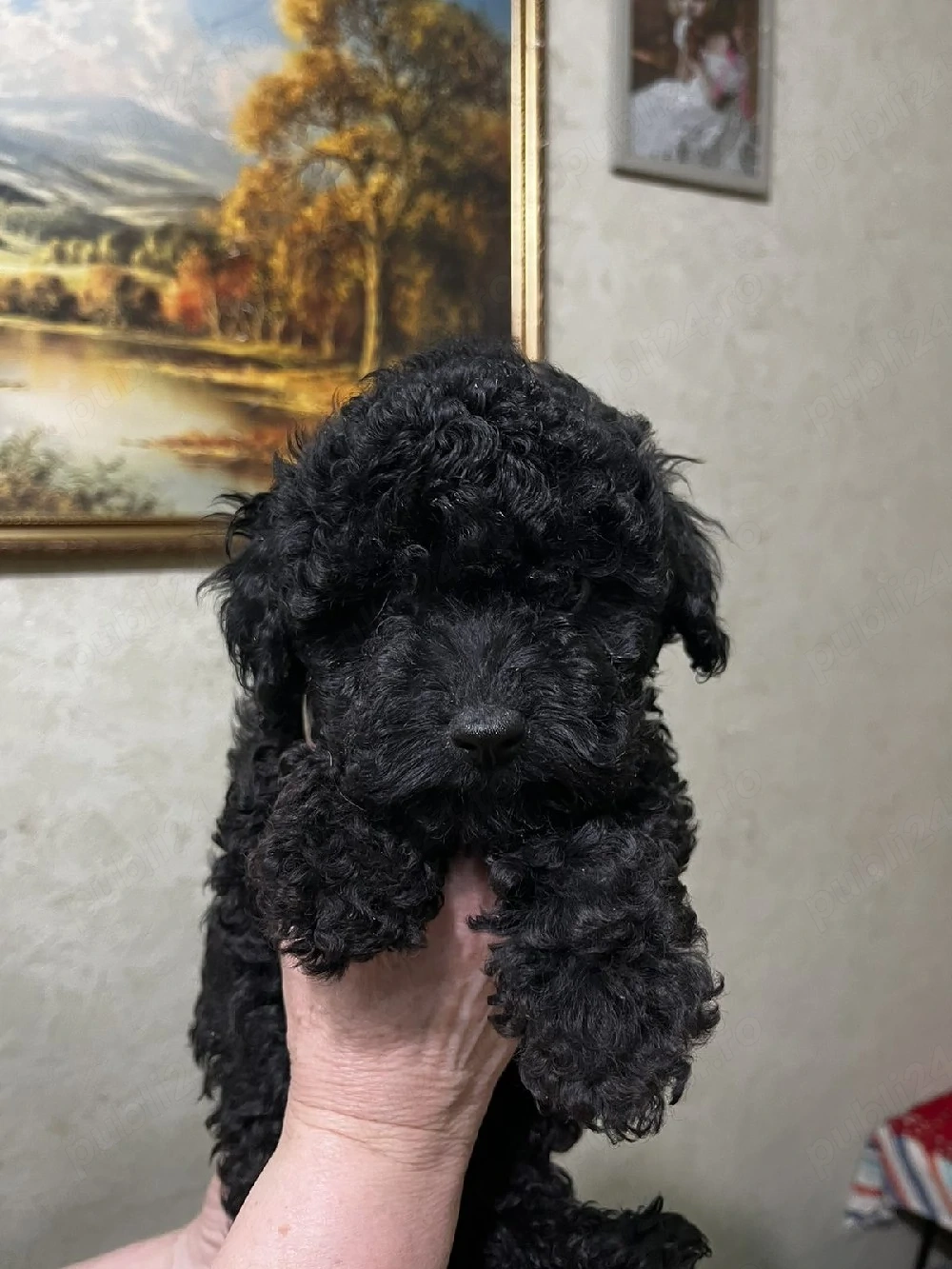 pudel toy fetite