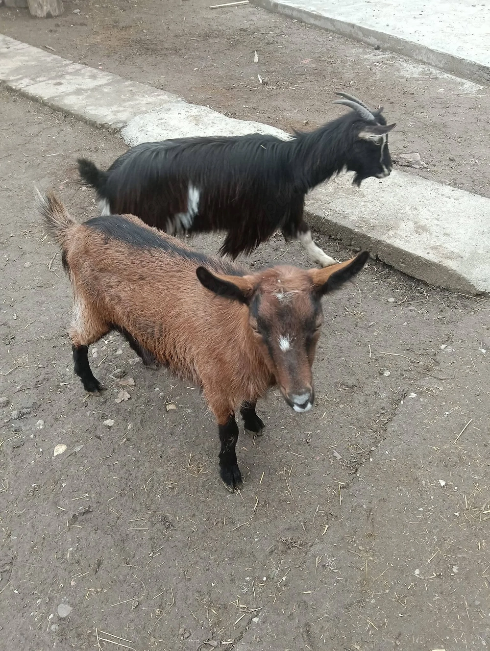 De vânzare 2 ieduțe în vârstă de un an)nu sunt gestante)