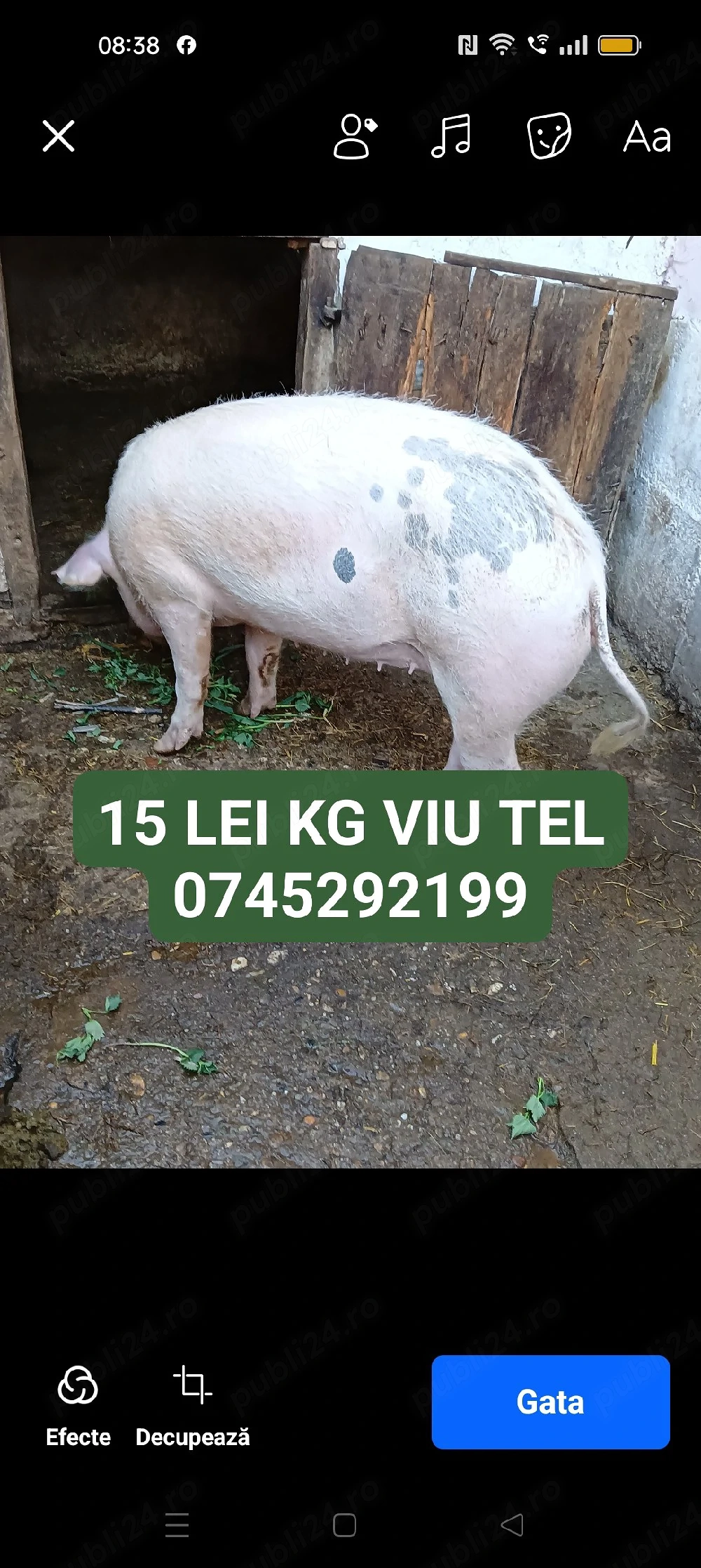 de vânzare scrofiță com PĂULIȘ JUD ARAD 