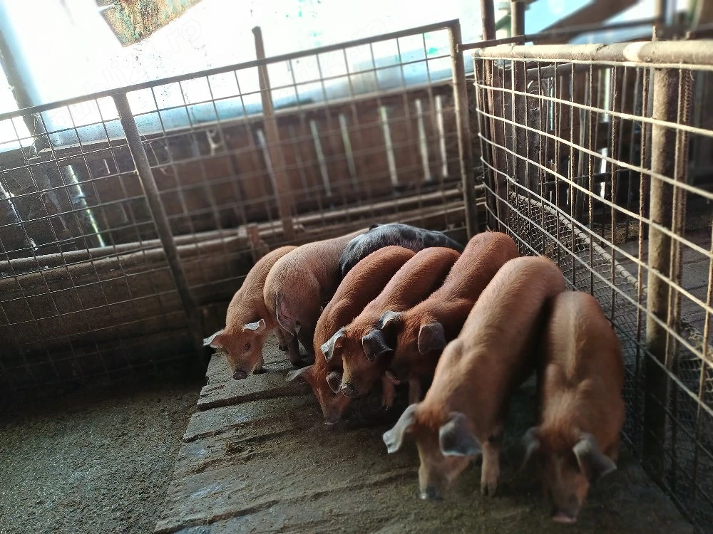 vind 8 purcei duroc de 9 saptămini.