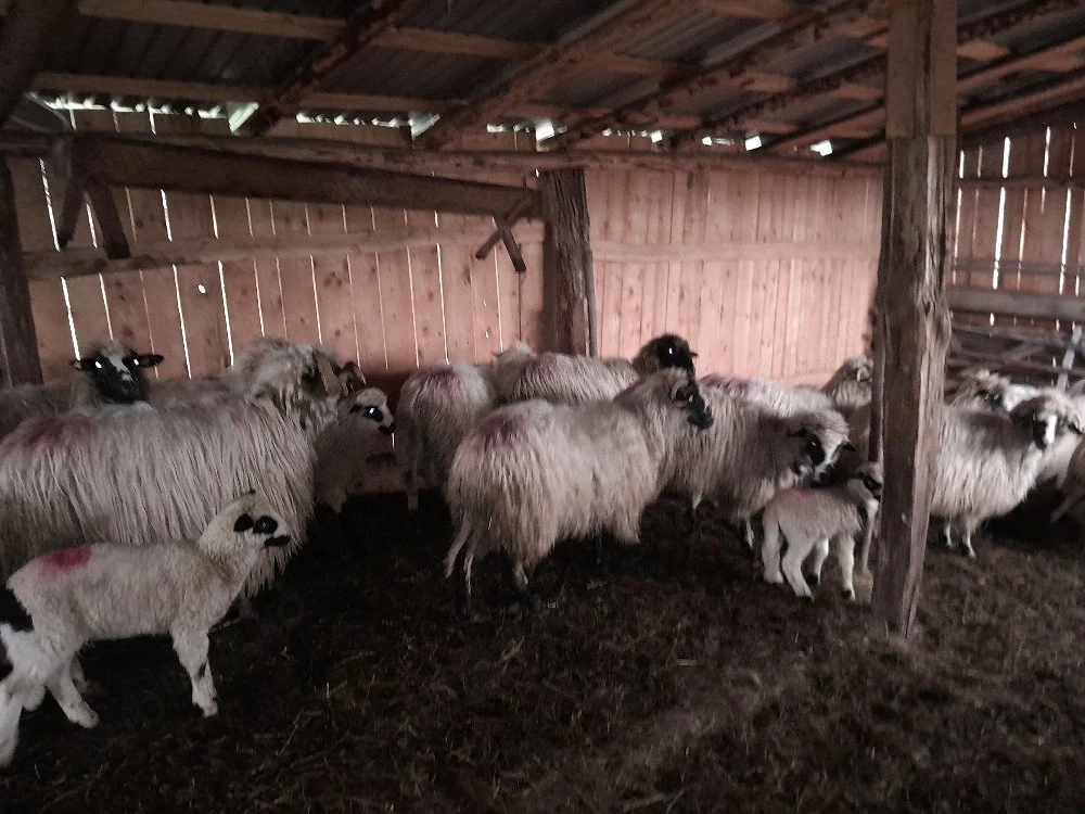 oi cu miei disponibile 