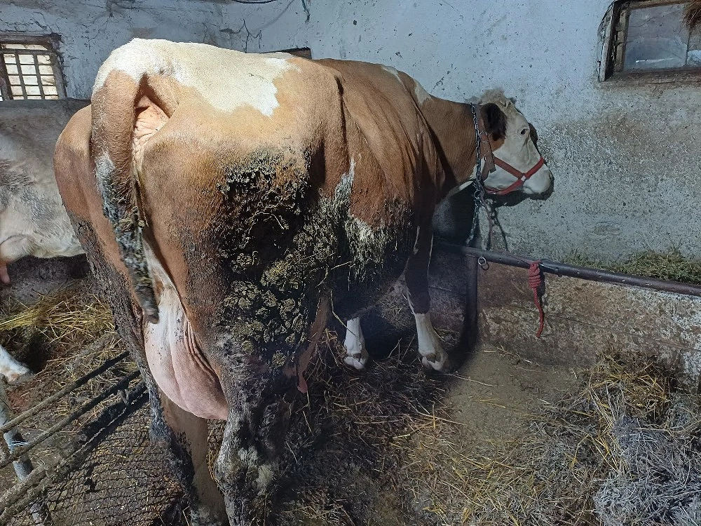 Vind 2 vaci bălțate 1 cu lapte 1 gestantă.