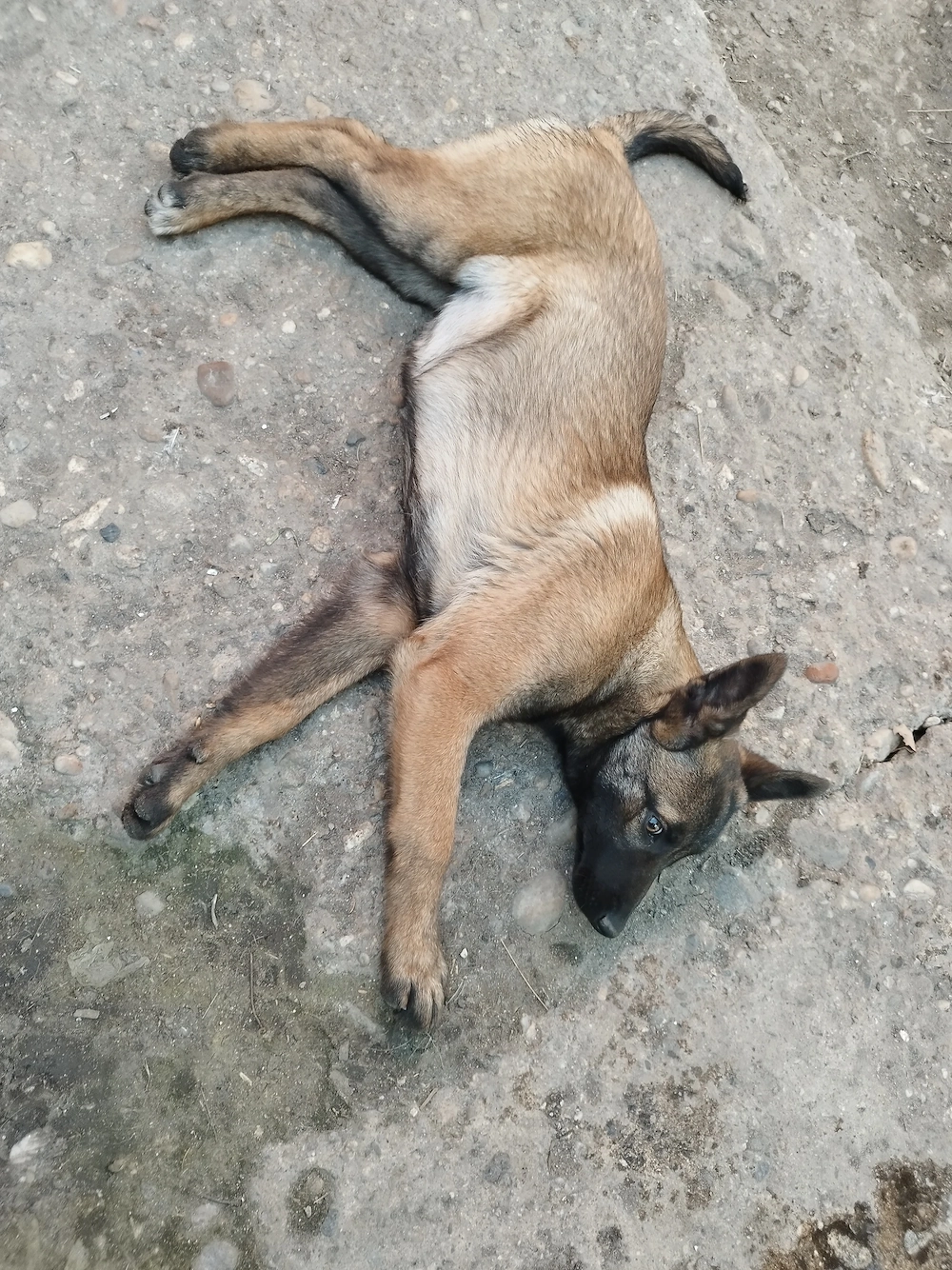 Femela malinois 