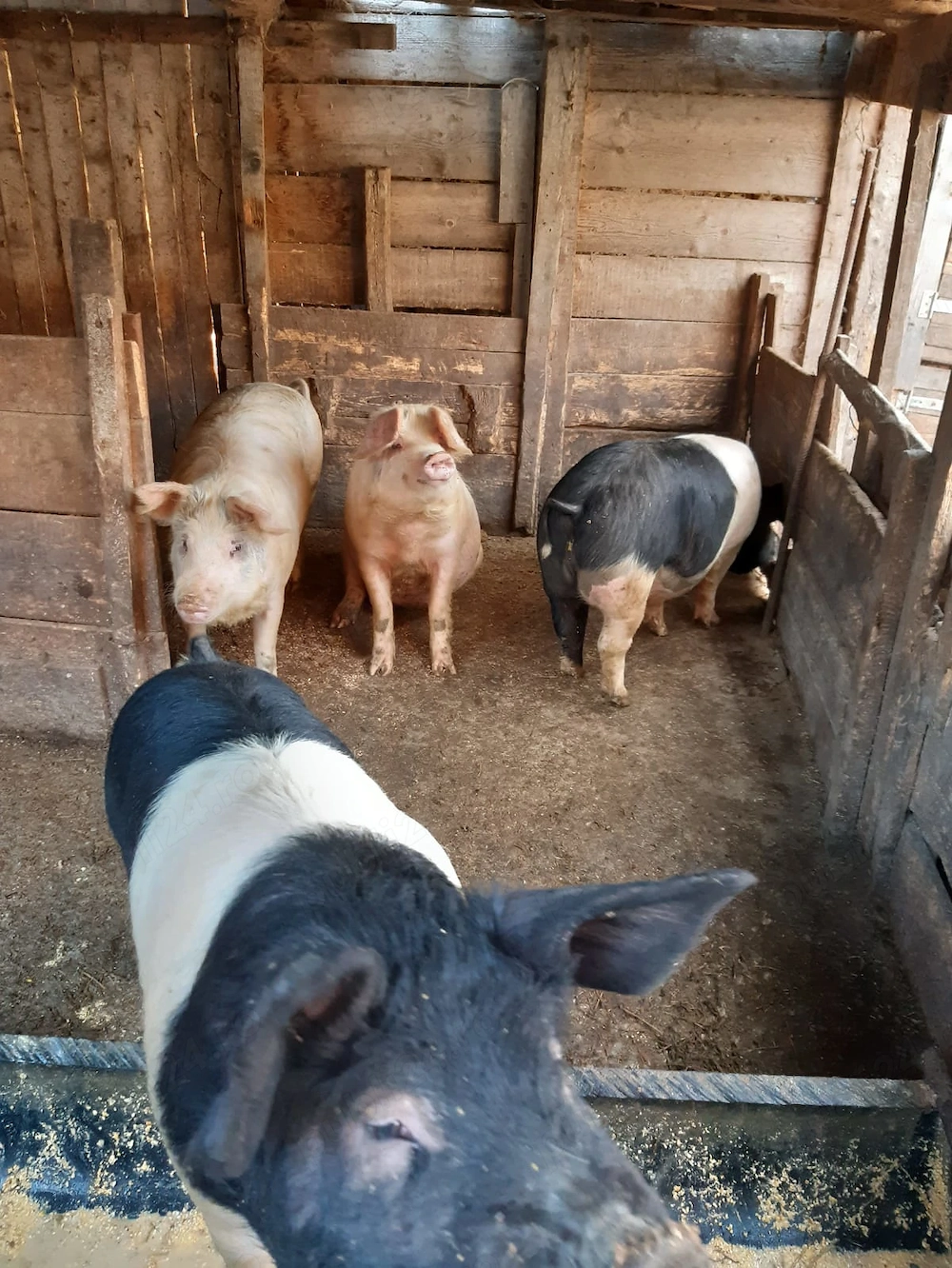 Porci 80-90-100 kg și o scroafa de peste 200 kg
