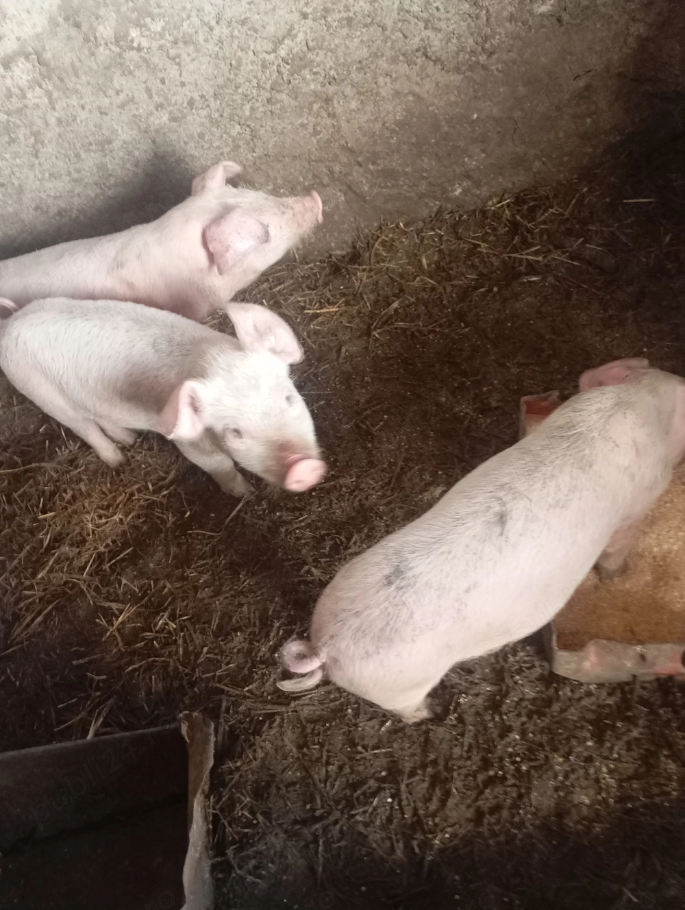 Vând purcei 8saptamani 