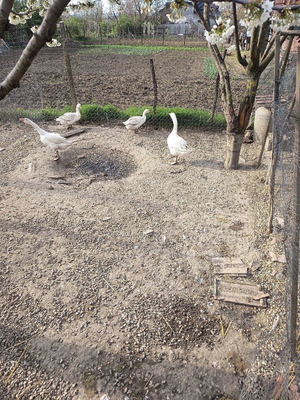 giste tinere de tăiat de anul trecut 